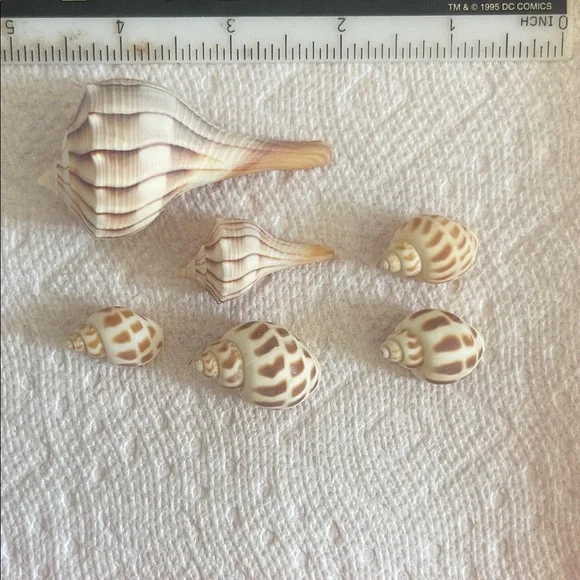 Assorted Seashell Collection - Picture 2 of 10